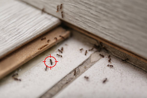 Spider Control Near Me in Conway Springs, KS