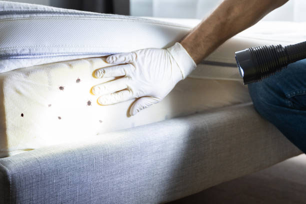 Best Best Pest Control Companies  in Conway Springs, KS