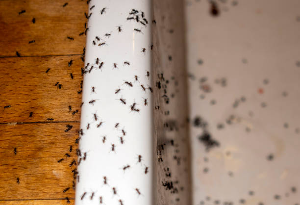 Best Cockroach Control Services  in Conway Springs, KS