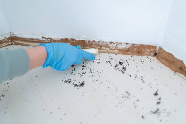 Best Mosquito Control Services  in Conway Springs, KS